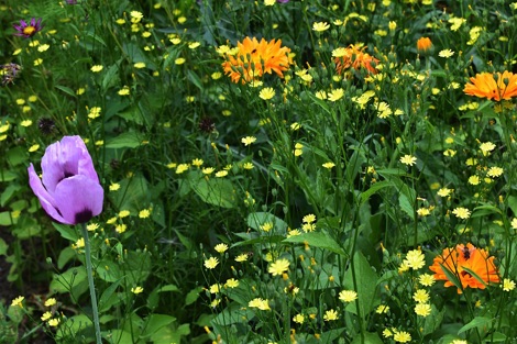 Nectar-rich flowers in the vegetable garden